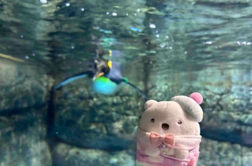 ペンギンはさむくないのかな