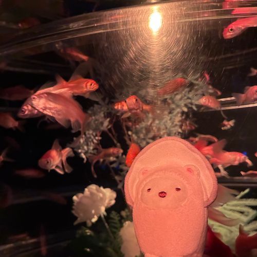 カキ、金魚だよ