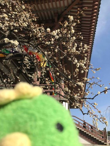 桜....？