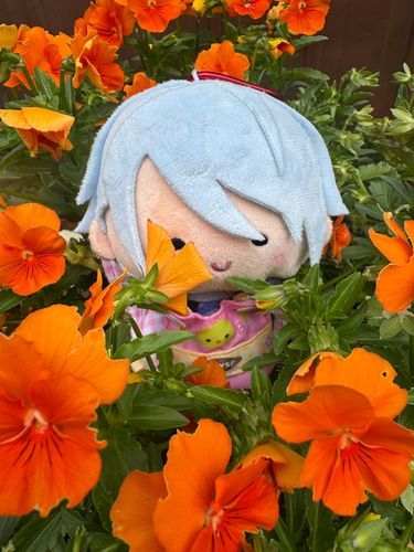 んま〜（主が育てたパンジー、すぐ側で見せて貰えたよ）