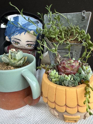今日は寄せ植えと、2つ植物を植え替えたよ！！
疲れたから僕お昼寝…え？もう17時！？…お昼寝は諦めるよ…。