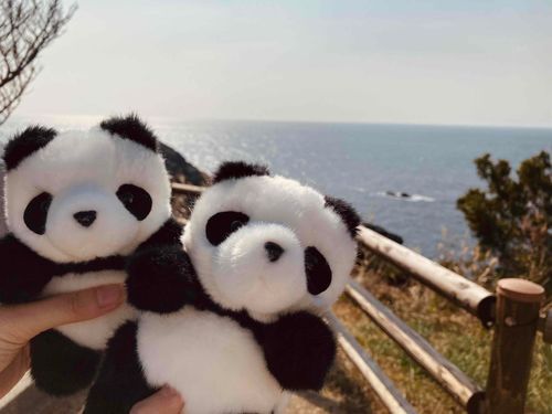 先日の和歌山旅行で同期とおそろいでお迎えしたパンダ🐼個体差可愛いな