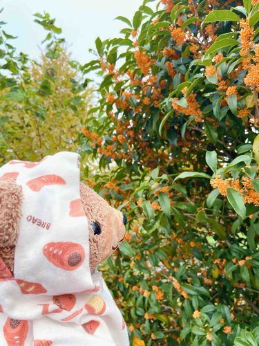ʕ•ᴥ•ʔ「きんもくせい、いいかおり〜〜🧡」