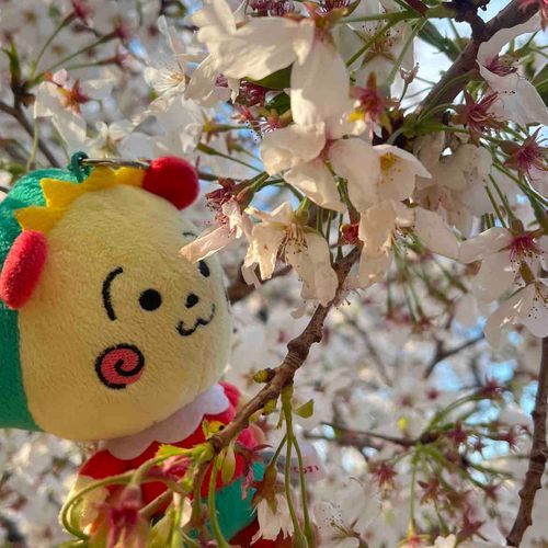 間近で桜〜🌸