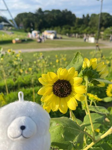 ぼくと同じ大きさのひまわり発見！🌻