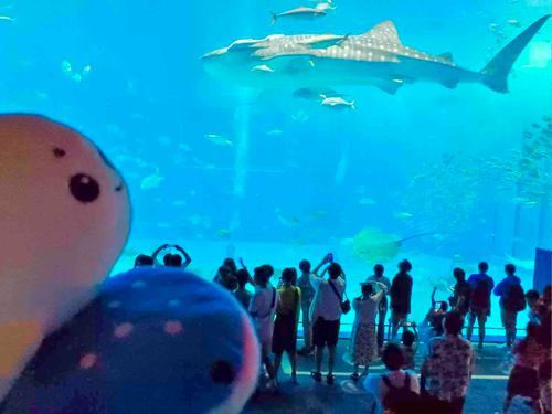 わわわ！すっげー😳
めちゃくちゃかっこいいね‼️
（あえて　よかったね　じんべえくん☺️）