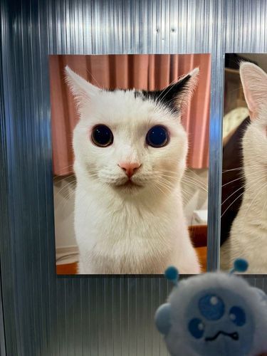 たけるちゃんかわいいｶﾋﾞ