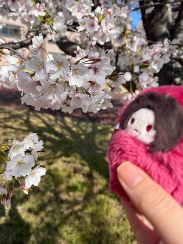 きよ　桜綺麗だね〜🌸
