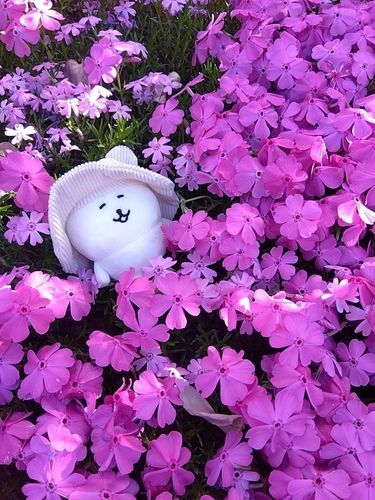 きれいねぇ、あはは