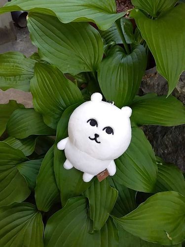 ｲｲｼﾞｬﾝ…このはっぱ…