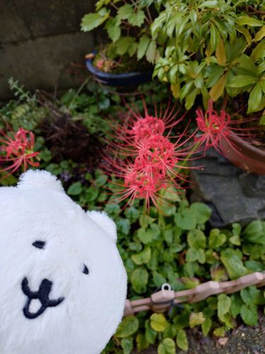 きれいね
