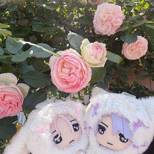 おひさしぶりの投稿になります🐾
主と薔薇を見てきました。
薔薇の香りが素敵でした。