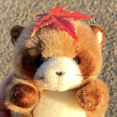 株式会社たけのこさん うまれの まるた やで🍂𓂃 𓈒𓏸

じゃこ , ある , ちびた も います⟡.·