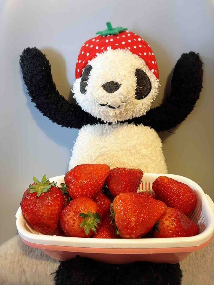 目覚めてはじまるあざらしい1日⚪️🍓🎶
最近は乾燥して大変だからいちごで水分をほきゅ〜してるよ〜!
たまがよくかぶってるねこちゃん用お帽子ガチャの新作がフルーツだったの〜！
うれしくってまわしたらいちごが2つ🍓🍓
ルークとおそろいでつかえてハッピ〜だよ〜🐼🎶