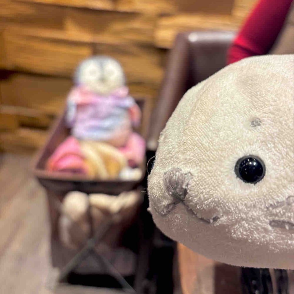目覚めてはじまるあざらしい1日⚪️🐈‍⬛🐧
この前えぬうぉくん＆チョコキャットくんとお出かけした時のフォト🎶
チョコキャットくんはまじめで色んなものにきょうみしんしんだったよ〜👀📖
えぬうぉくんはゆめかわな服をきてて暖かそうだったなぁ〜🌈🦄