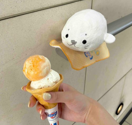 はろ〜はろ〜あざらし〜🦭🍨
あっついひに最高なタイミングで大好きなブルーシールアイスさんをみつけたよ👀!!
｢マンゴダンゴ×塩ちんすこう｣でトロピカル＆ハッピー＆ラブ＆ピース＆塩分チャージ！
夜にもういっかいお店をとおったから素敵なネオンサインとも記念撮影🍨🌉