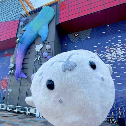 はろ〜はろ〜あざらし⚪️🌊✨️
新幹線でむかったさきは『おおさか〜』🐙🎶
むろふし あざ の実家でおなじみの海遊館へいったよ〜!!
ず〜っとあこがれの場所だったからうれしくってたまらなかったよ〜!!
お写真いっぱいだから少しづつレポートするよ〜🐟🎶