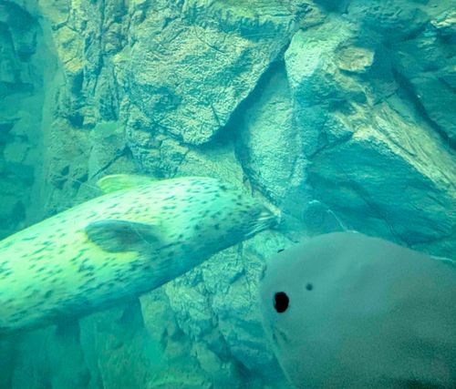 🦭たまの海遊館レポート①🦭
まずはアザラシについて️📝
海遊館はまさにアザラシパラダイス!!
2しゅるいのアザラシと会えたよ〜👋
ゴマフアザラシはくるんとお腹を上にしてぷかぷかすいーっと過ごしていたよ〜🫧2枚目の奥にいる子は岩のあいだにはさまって忍者みたいでかっこよかったなぁ🥷🦭
ワモンアザラシはみんなお昼寝のおじかんでいろんなねむり方ですやすやと休んでいたよ〜🦭💤
