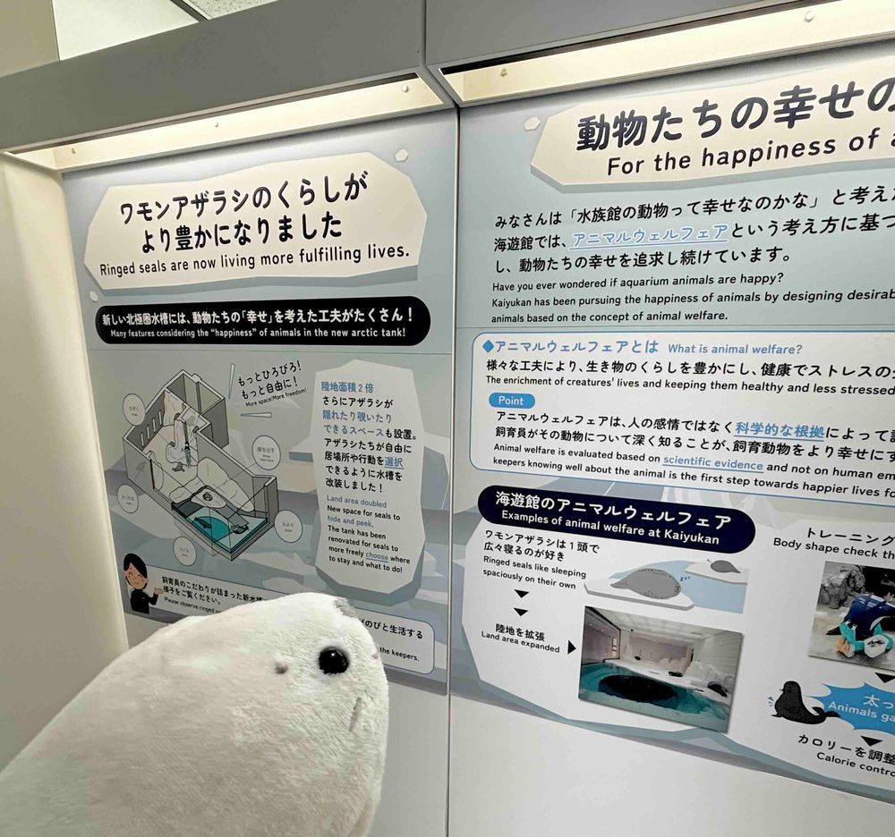 🦭たまの海遊館レポート①🦭
まずはアザラシについて️📝
海遊館はまさにアザラシパラダイス!!
2しゅるいのアザラシと会えたよ〜👋
ゴマフアザラシはくるんとお腹を上にしてぷかぷかすいーっと過ごしていたよ〜🫧2枚目の奥にいる子は岩のあいだにはさまって忍者みたいでかっこよかったなぁ🥷🦭
ワモンアザラシはみんなお昼寝のおじかんでいろんなねむり方ですやすやと休んでいたよ〜🦭💤