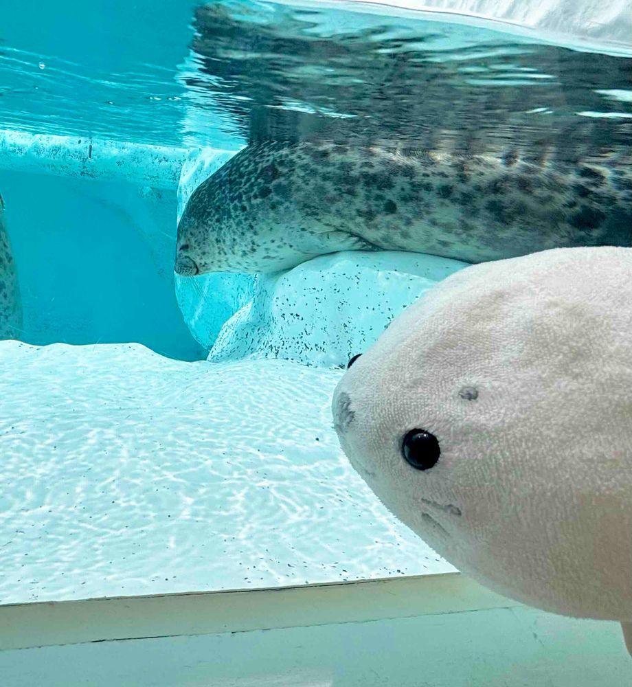 🦭たまの海遊館レポート①🦭
まずはアザラシについて️📝
海遊館はまさにアザラシパラダイス!!
2しゅるいのアザラシと会えたよ〜👋
ゴマフアザラシはくるんとお腹を上にしてぷかぷかすいーっと過ごしていたよ〜🫧2枚目の奥にいる子は岩のあいだにはさまって忍者みたいでかっこよかったなぁ🥷🦭
ワモンアザラシはみんなお昼寝のおじかんでいろんなねむり方ですやすやと休んでいたよ〜🦭💤