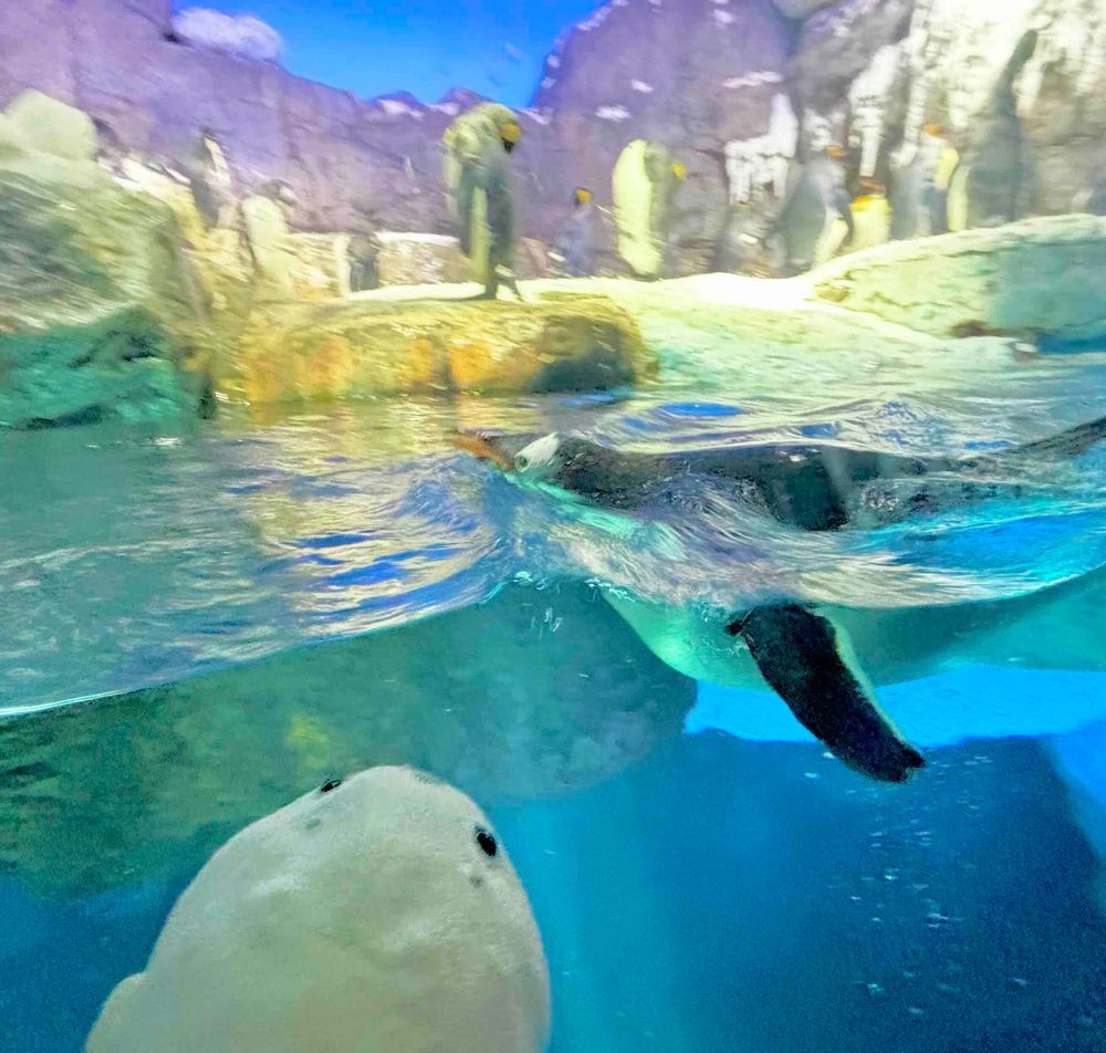 🐧たまの海遊館レポート②🐧
おつぎはペンギン！！
すいすい〜と気持ちよさそうに過ごす姿やぐわぁぐわぁと元気にぴょんぴょんする姿をみれたよ！
ミナミイワトビペンギンの水槽はとっても距離がちかくってすこしきんちょ〜⚪️💦
フワッフワな毛並みをみせていただいたよ👀