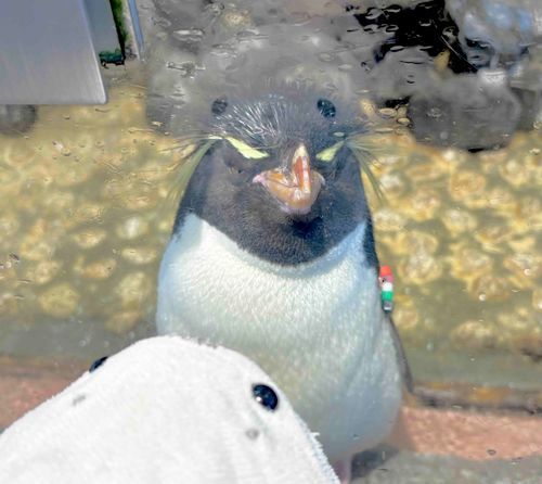 🐧たまの海遊館レポート②🐧
おつぎはペンギン！！
すいすい〜と気持ちよさそうに過ごす姿やぐわぁぐわぁと元気にぴょんぴょんする姿をみれたよ！
ミナミイワトビペンギンの水槽はとっても距離がちかくってすこしきんちょ〜⚪️💦
フワッフワな毛並みをみせていただいたよ👀