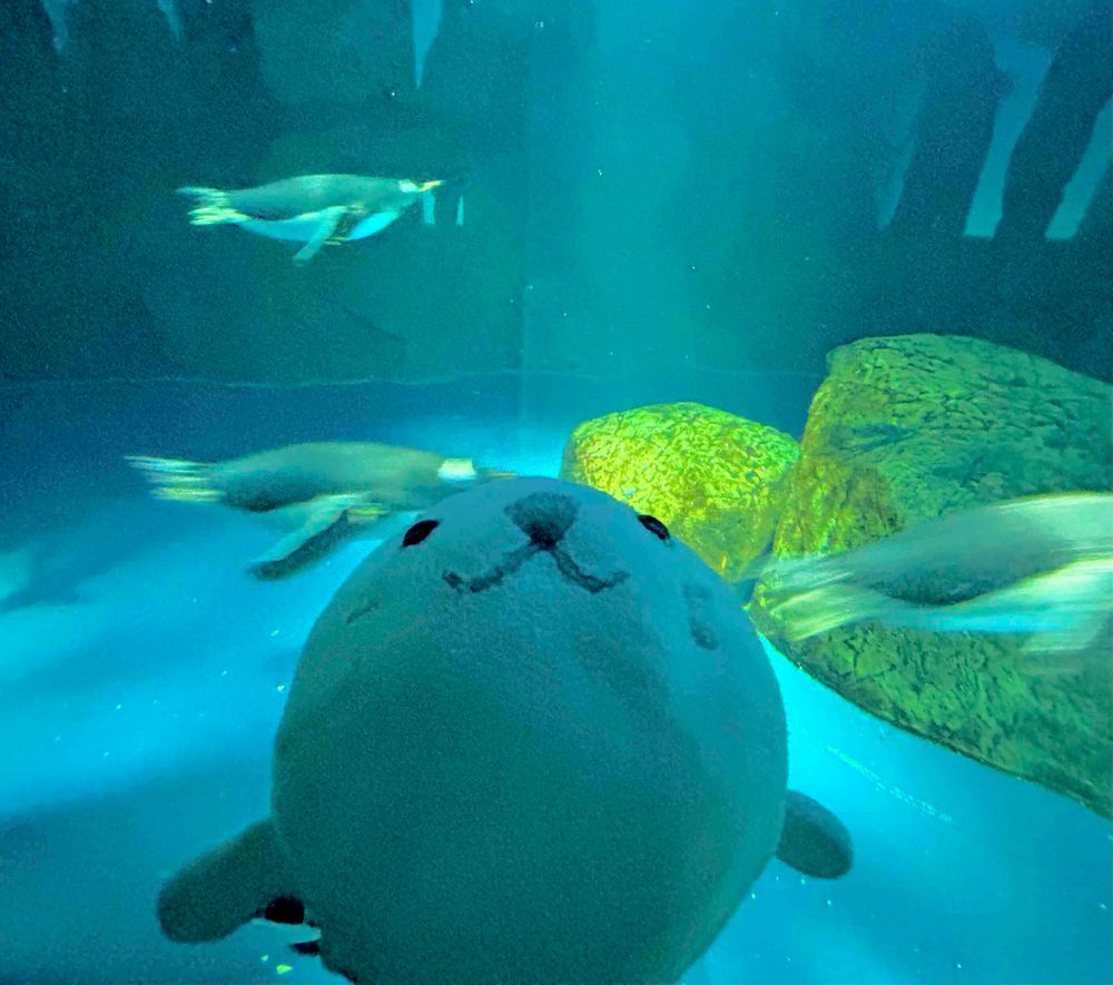 🐧たまの海遊館レポート②🐧
おつぎはペンギン！！
すいすい〜と気持ちよさそうに過ごす姿やぐわぁぐわぁと元気にぴょんぴょんする姿をみれたよ！
ミナミイワトビペンギンの水槽はとっても距離がちかくってすこしきんちょ〜⚪️💦
フワッフワな毛並みをみせていただいたよ👀