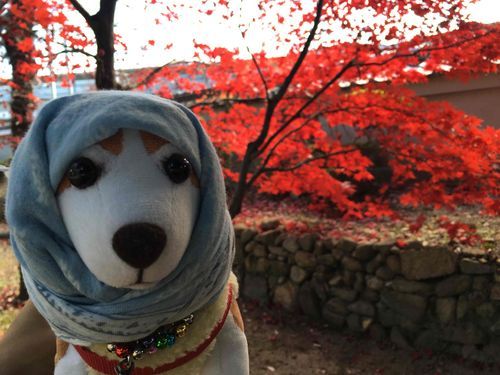 びっくりするくらい真っ赤なもみじ🍁があったよー