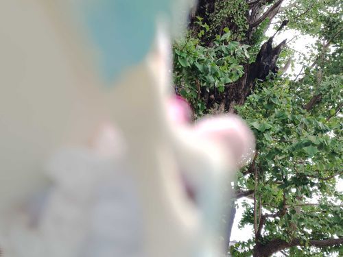わかるかなぁ？この神社はお稲荷様がイチョウの木から見守ってるんだよ。
#ぬい旅　#大沢瑠璃乃
