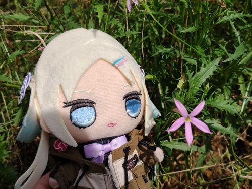 この細い花弁の花はイソトマった言うんだって。
#ぬい旅　#大沢瑠璃乃