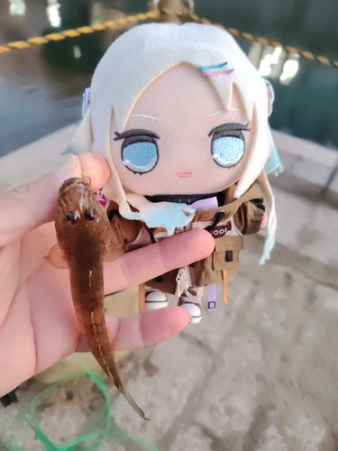 やっぜぃ！マハゼが釣れたよ！