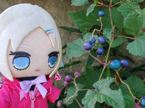 境内でノブドウが実ってたよ。色が綺麗だよね！
#ぬい旅　#大沢瑠璃乃