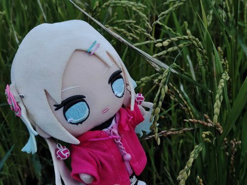 夕方に散歩してきたよ。2番手の稲穂がたれてるよ。
#ぬい旅　#大沢瑠璃乃