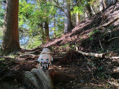 登山道を登って下って
#ぬい旅　#大沢瑠璃乃