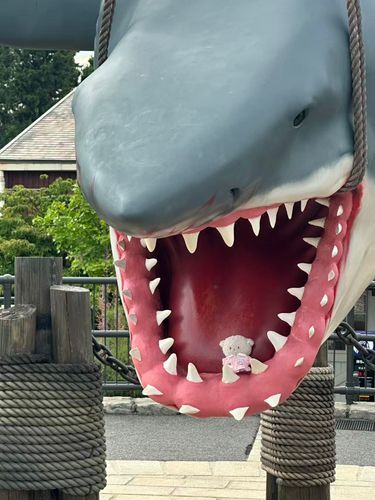 🦈