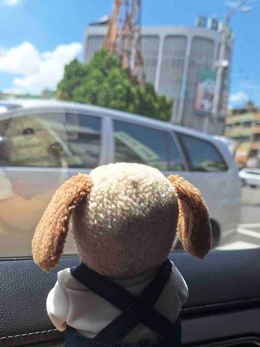 🐶Beautiful sunny day!☀️