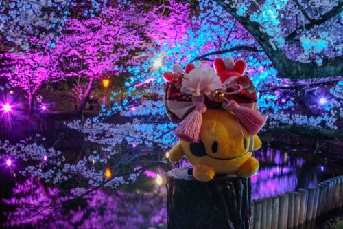 夜桜もきれい〜✨️雅〜✨️