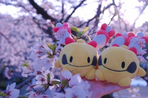桜とお別れ
また来年も会えますように🌸