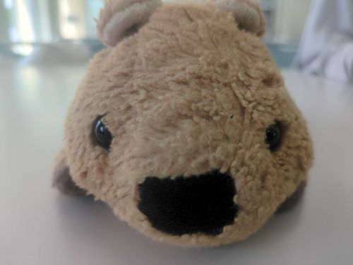 クオッカワラビー❤️