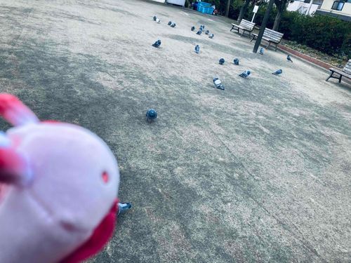 ……とおもったらめっちゃハトいた。さむそうにしてた。