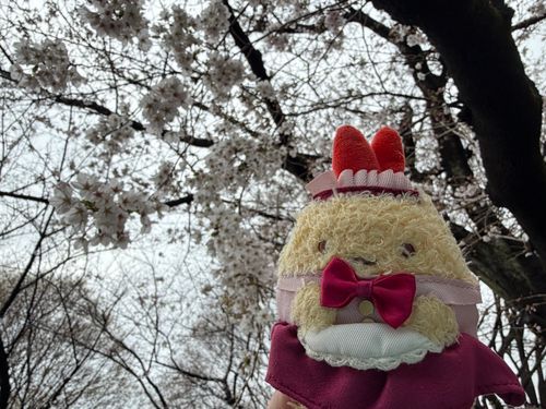 桜と美少女なお嬢さん。もうかなり春めいてますね。