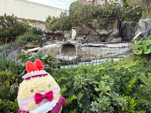 ごきげんよう。お嬢さんです。
水族館に行ってきたの。ペンギンさんとの距離が近くてどきどきしちゃった。
