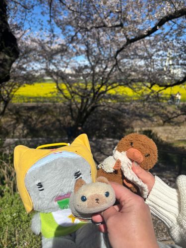 お花見に行ってきました(=^x^=)
にふぇたちも一緒に行きましたよ