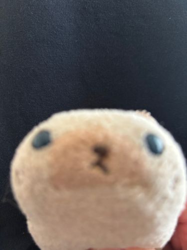 ニヤアのこんな角度からの写真でも可愛いとお母さんは言っていましゅ(=^x^=)