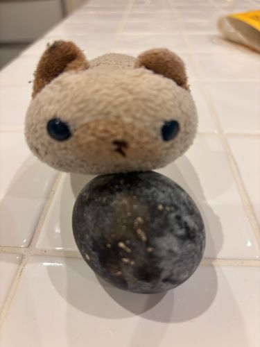 これ何かわかりましゅ？
これ実は卵なんでしゅ(=^x^=)
黒い茹で卵でしゅ
ニヤアも一生懸命食べましたよ！

