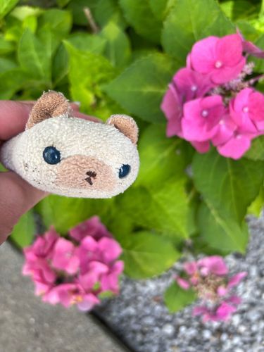 今年も紫陽花が咲きましたよ(=^x^=)
ニヤアは毎年撮ってもらっているんでしゅ🌺