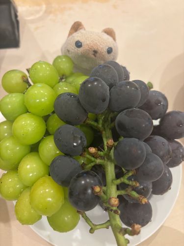 いろんな種類のぶどう🍇
いただきましたよ(=^x^=)
ニヤアは小さめの巨峰が好きでしゅ(=^x^=)