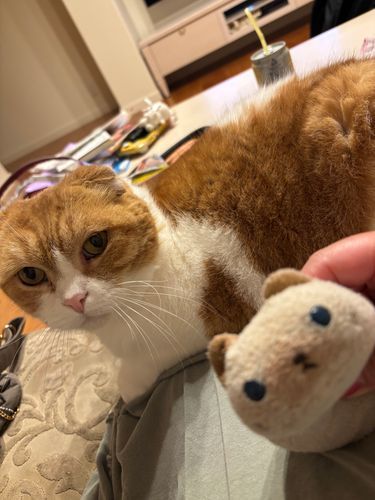 弟のメイマと(=^x^=)
ケンカばかりだけど憎めないヤツでしゅ(=^x^=)