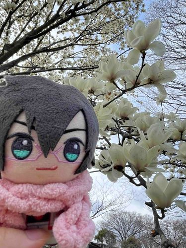 もくれんって言うらしいよ！