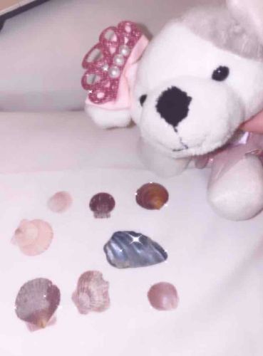 まめちゃんの貝殻コレクションだよ
でっかいまんまるおててで頑張って集めた